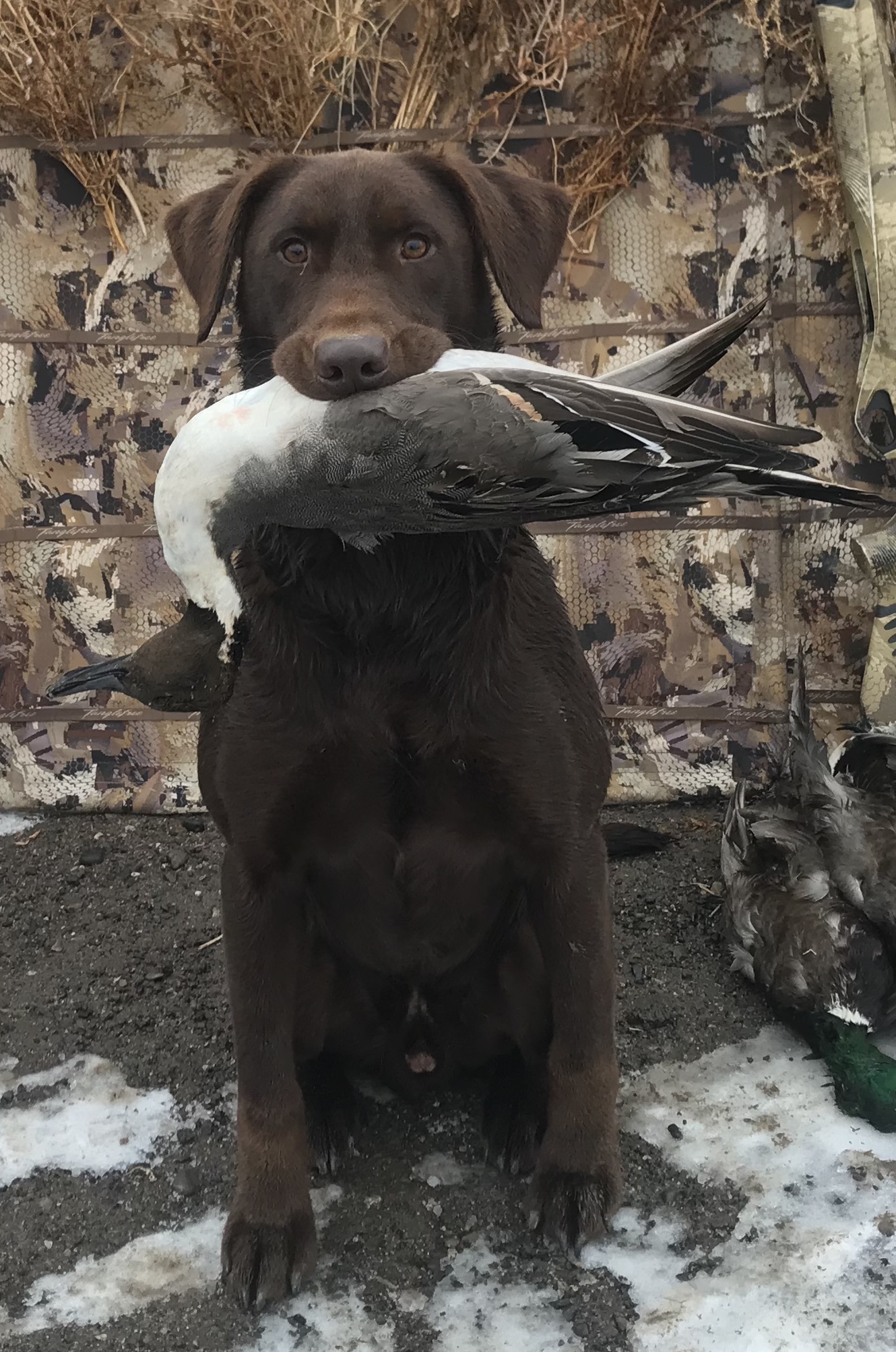 CPR Rrk Ducks Pucker Your Axil Of Tgk SH | Chocolate Labrador Retriver