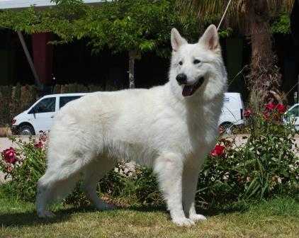 Chai de Conquestadores del Azahar | White Swiss Shepherd Dog 