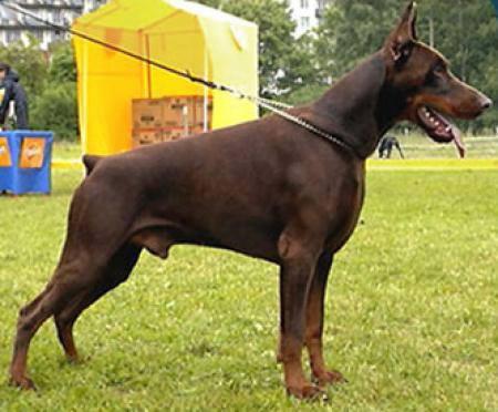 Rossiiskiy Kolorit Arbat Aldo | Brown Doberman Pinscher