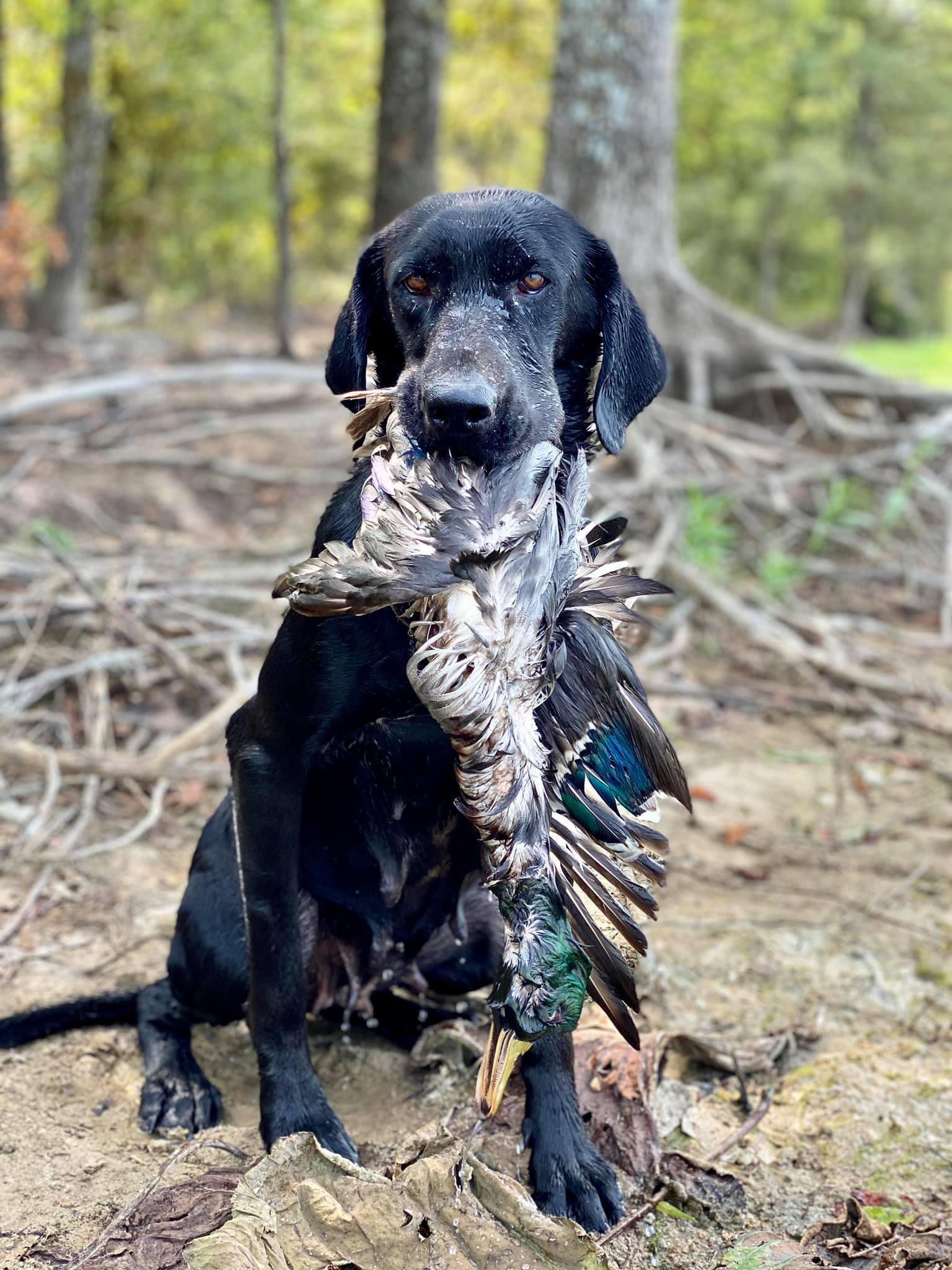 Cutsinger's Go Getem Scouper | Black Labrador Retriver