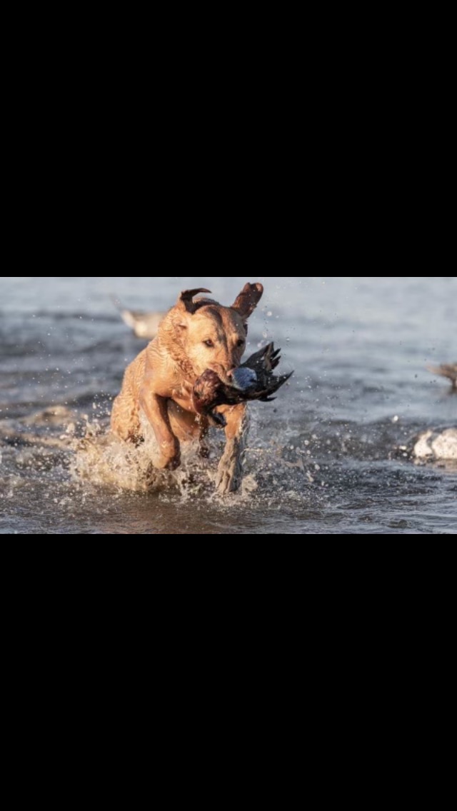 The Name’s Copper But You Can Call Me Phil MH | Yellow Labrador Retriver