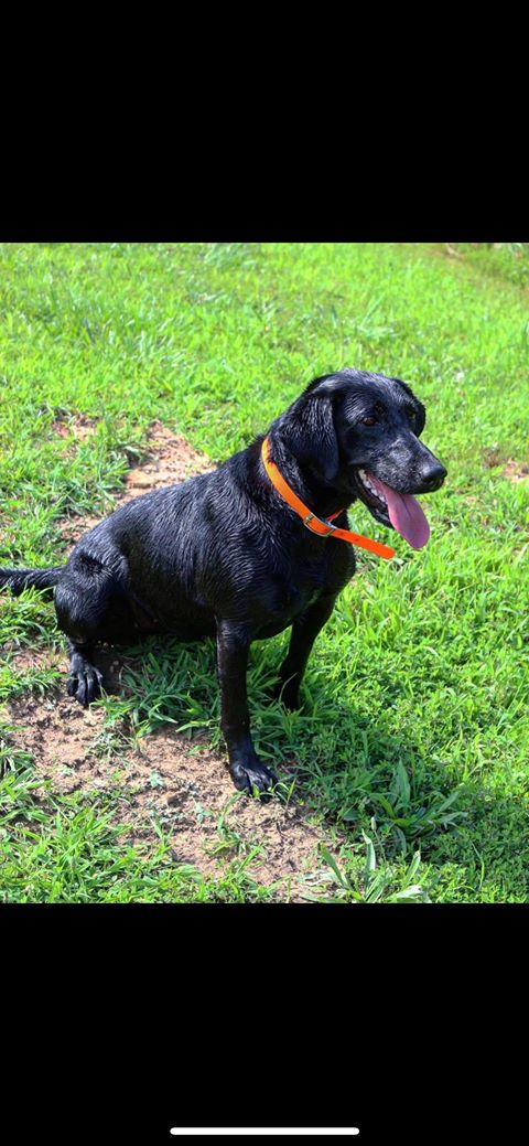 Big River's Mama Kate | Black Labrador Retriver