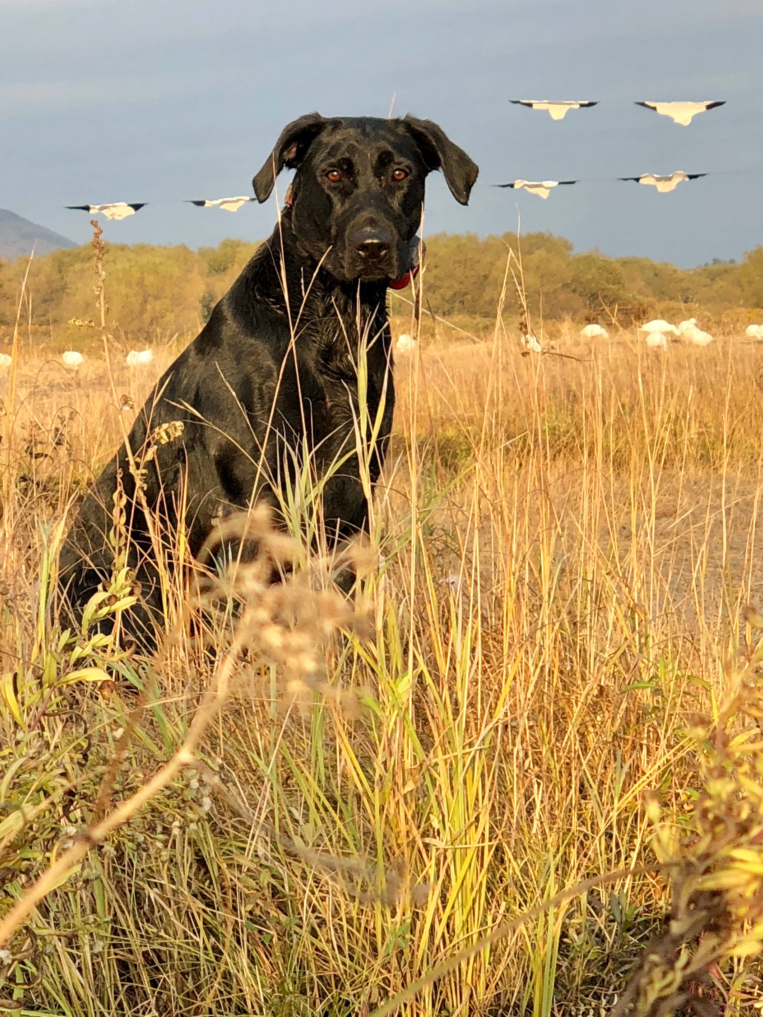 Riveron Aberlour Nellie QFTR | Black Labrador Retriver