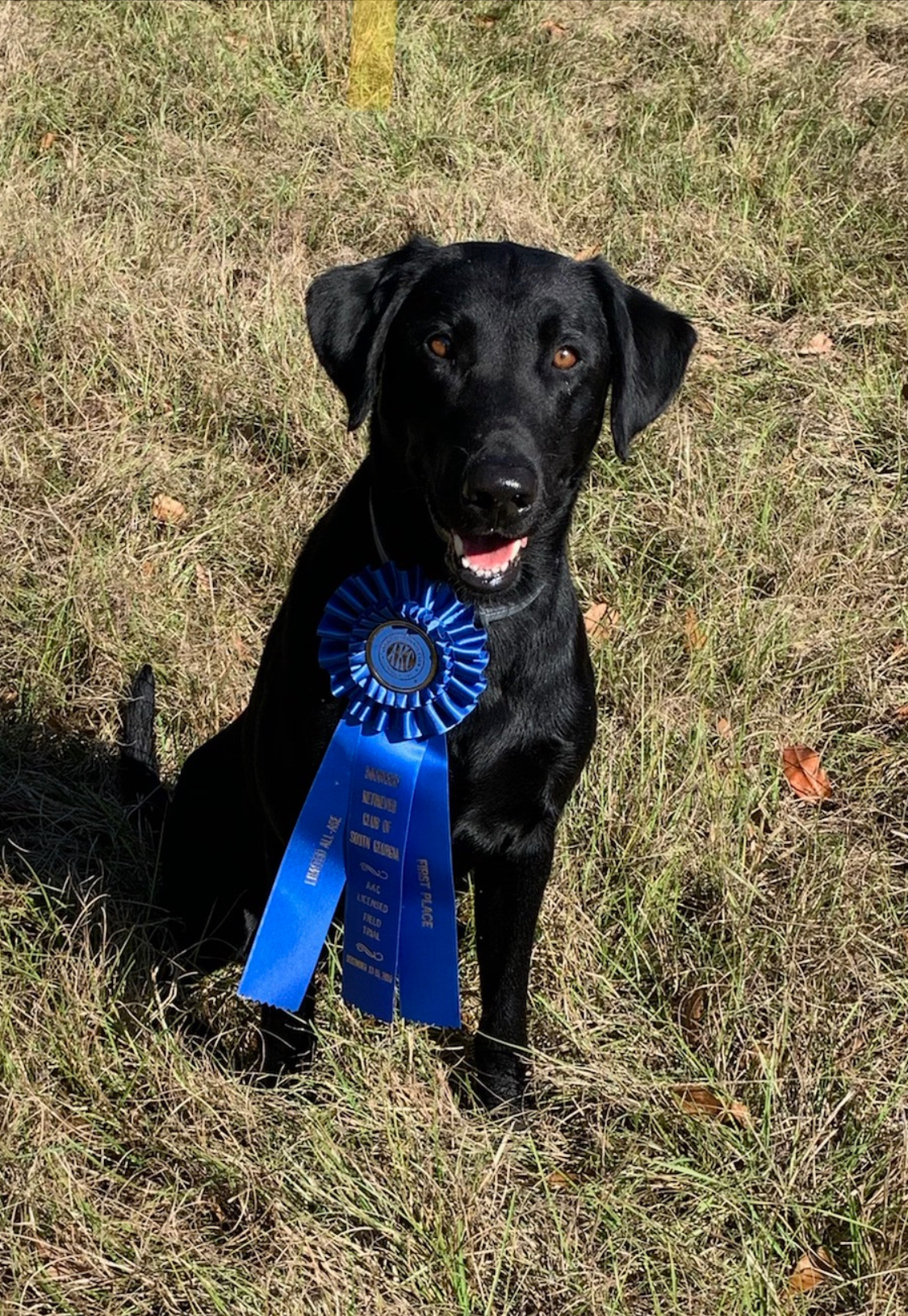 FC Js's Get Your Rush On | Black Labrador Retriver