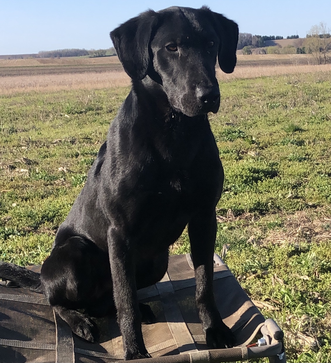 Topper’s Jen Has Gone Big League MH | Black Labrador Retriver