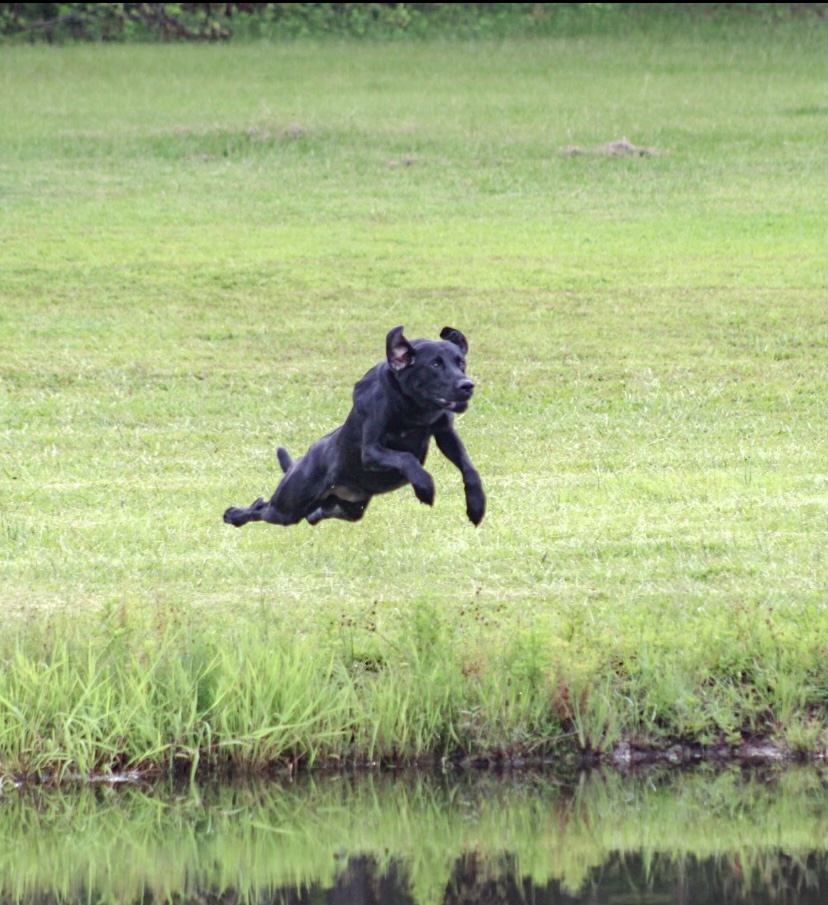 HRCH Bad Duck's Spicy Sauce For The Gander SH | Black Labrador Retriver