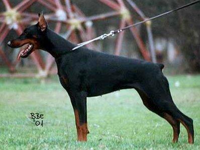 Smart Wood Hills Pilar | Black Doberman Pinscher