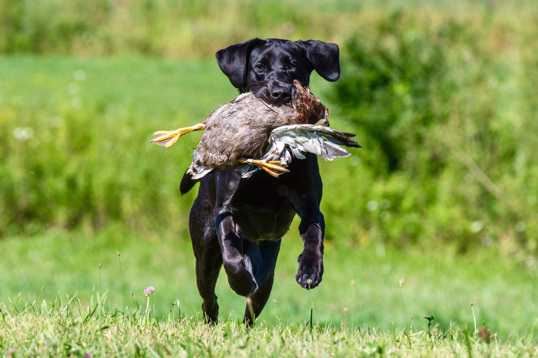 Annie’s Little Saving Grace MH | Black Labrador Retriver