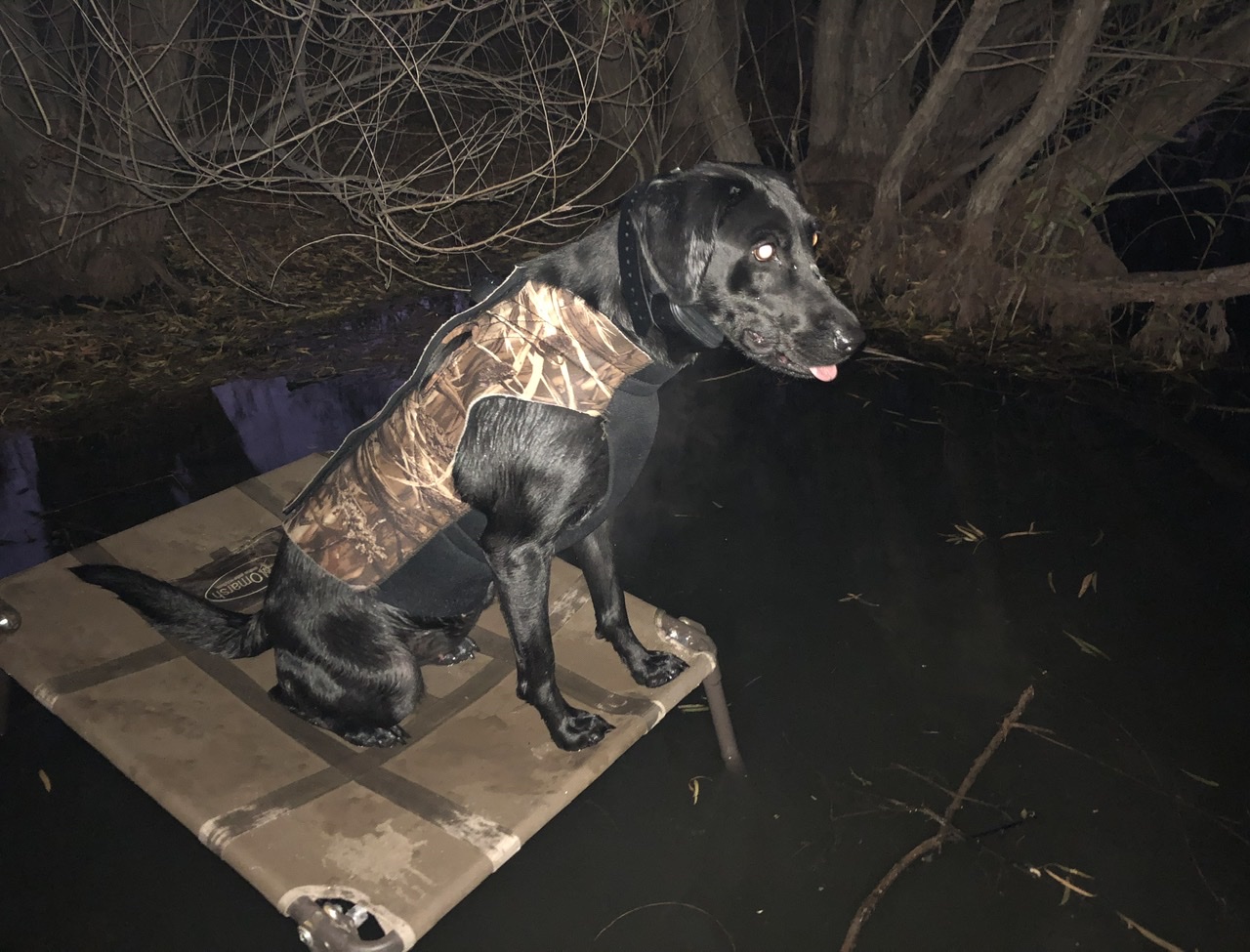 Early Mornings Tequila Rose | Black Labrador Retriver