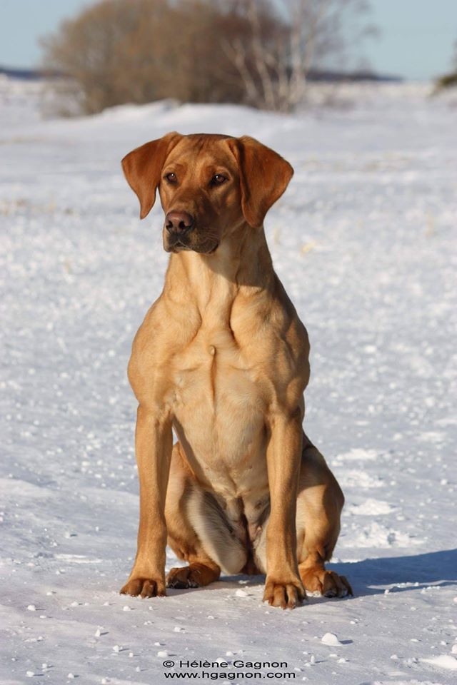 Dandesg Carats | Yellow Labrador Retriver