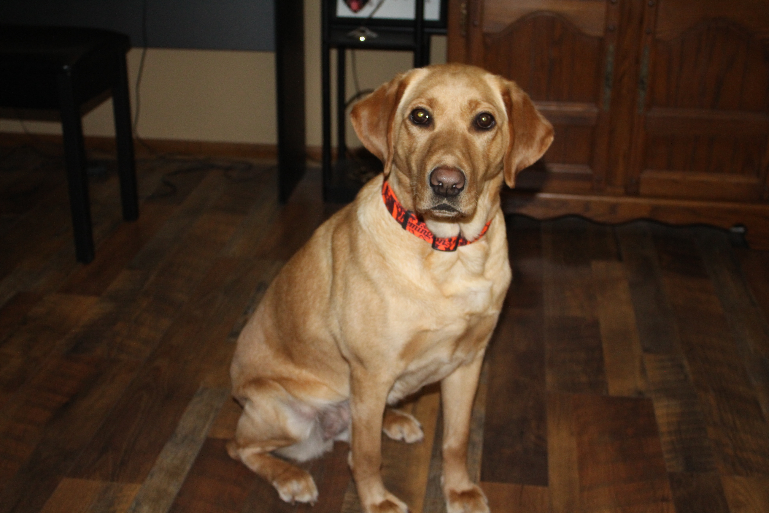 HPK'S Kimber Of Owatonna JH | Yellow Labrador Retriver