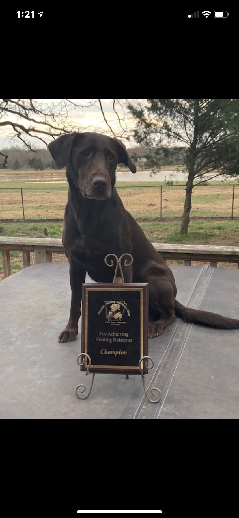 HRCH Ammo's Arkansas Mud Bug MH | Chocolate Labrador Retriver