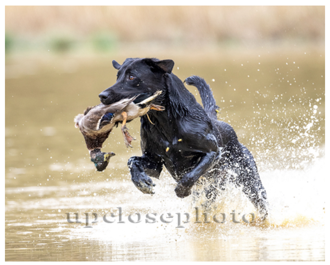 3xGRHRCH Ice Needs Whiskey MH | Black Labrador Retriver