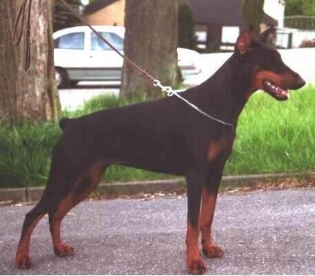 Zaphira v.d. Wieteke's Hoeve | Black Doberman Pinscher