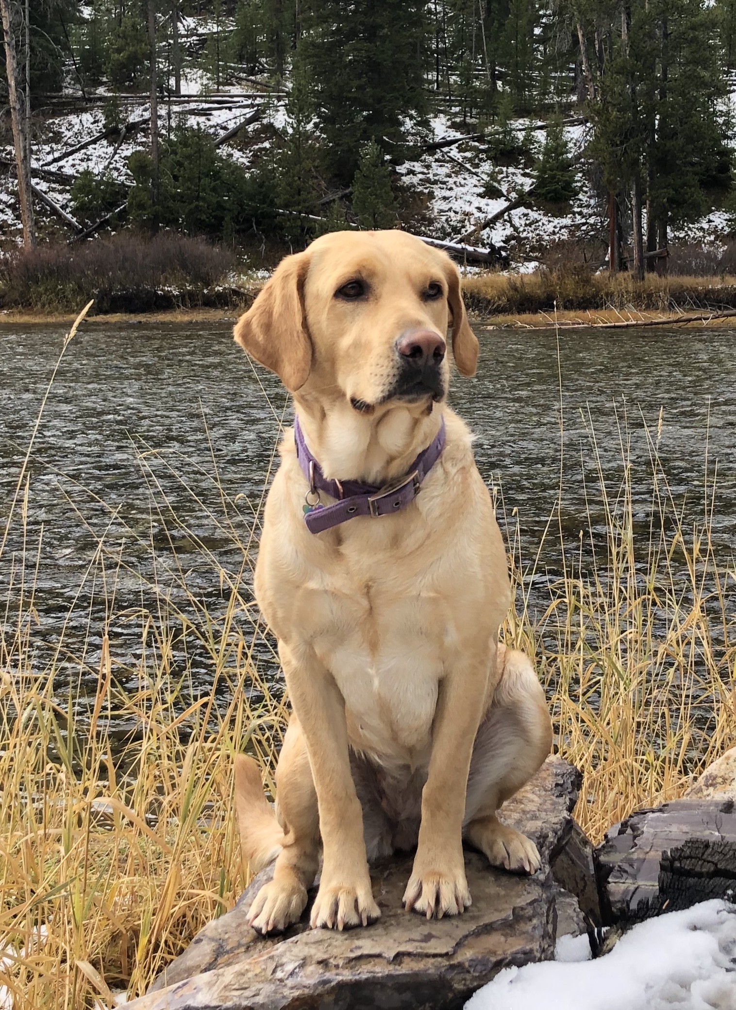 Kimber Points To The Salmon River | Yellow Labrador Retriver