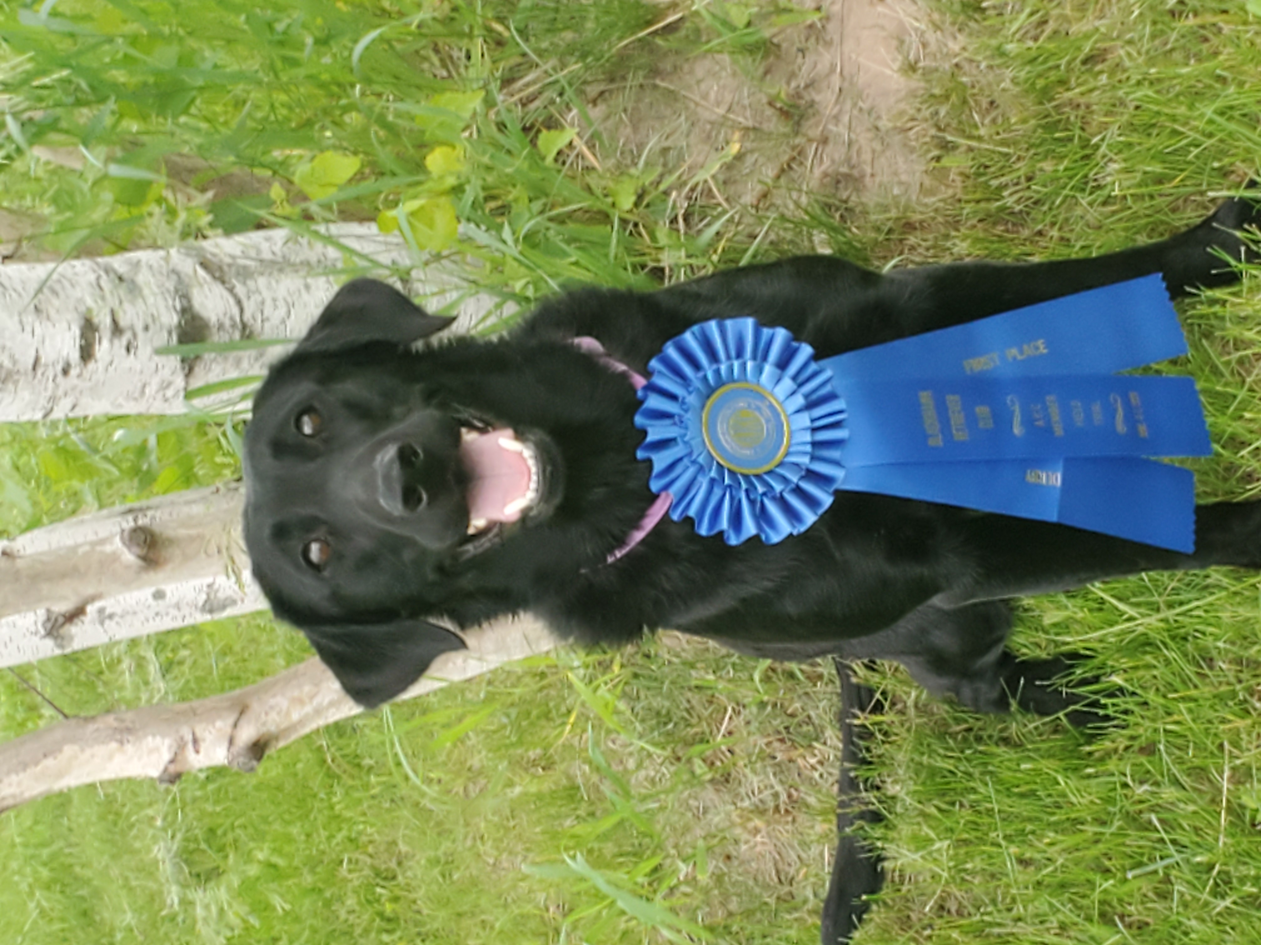 HR Esprit's Grade A Pearl QA2, 2020 NDL | Black Labrador Retriver