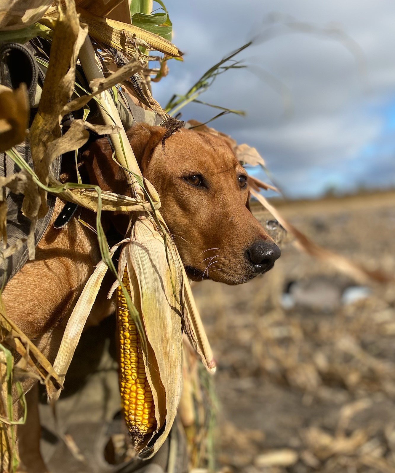 HR FR's Little Quacker Dealer | Yellow Labrador Retriver