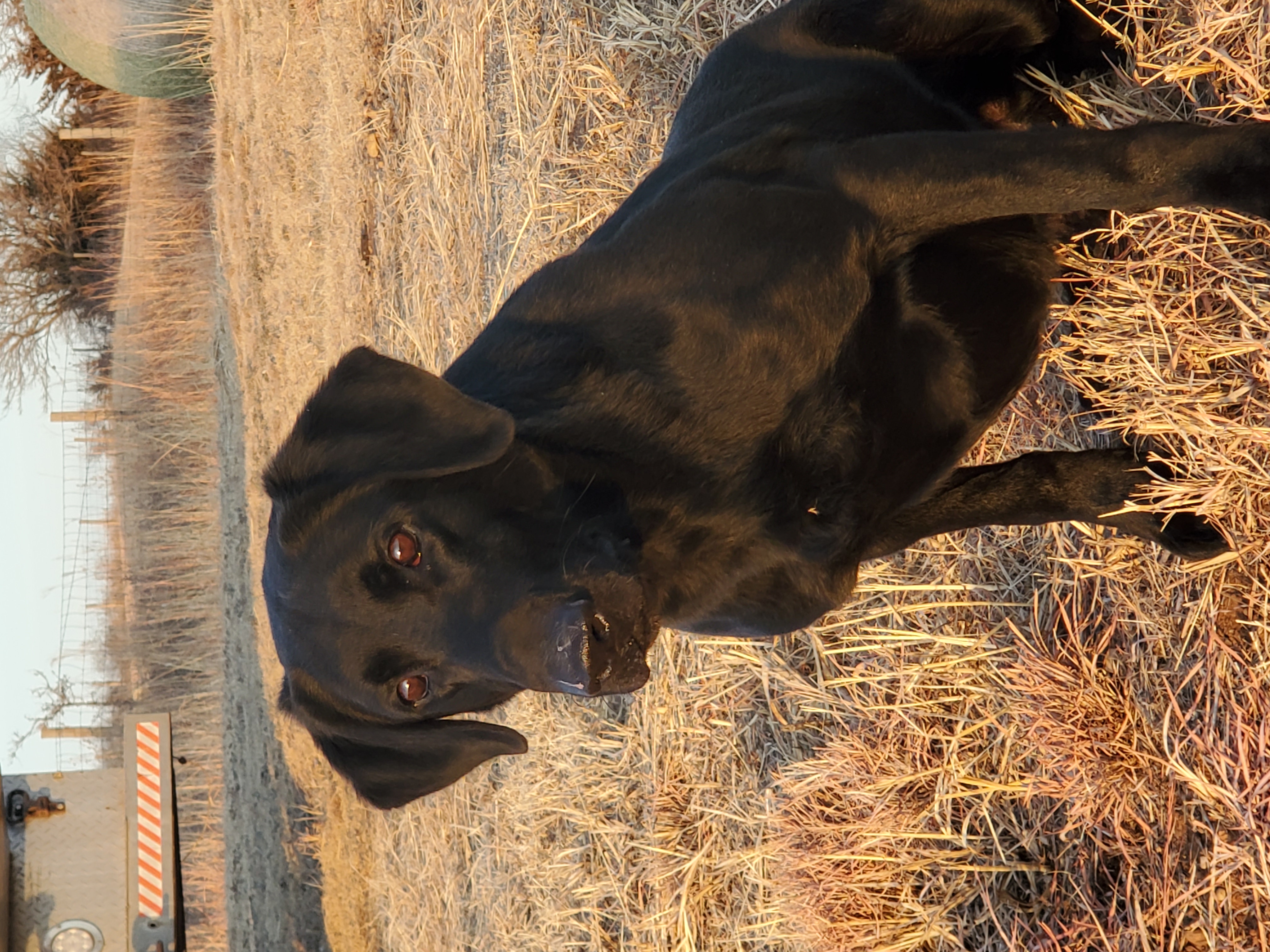 Calicreeks Somewhere Down In Texas QA2 | Black Labrador Retriver