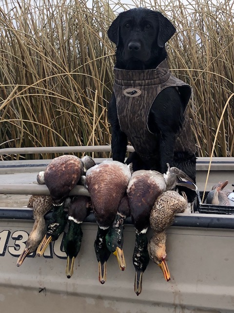 Salt Rivers Last The Best Of All The Game  JH | Black Labrador Retriver