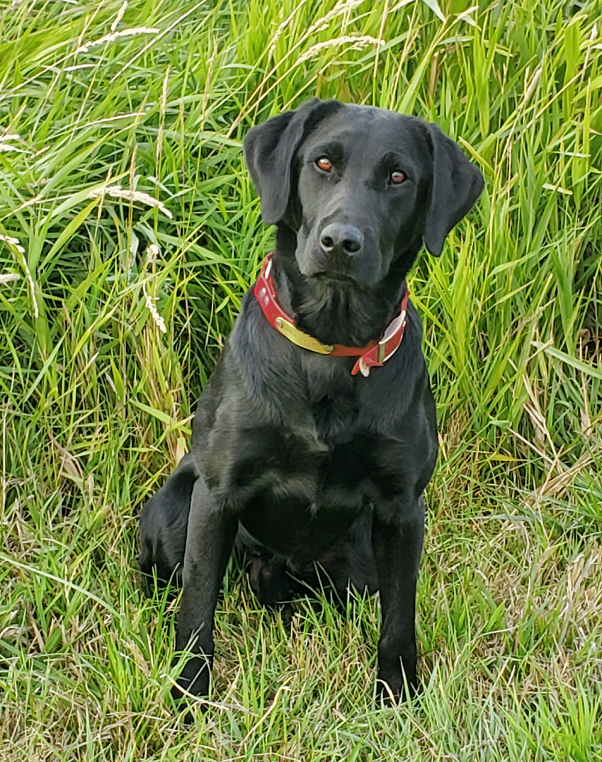 CPR Skyriver's Lock Stock And Two Smoking Barrels JH | Black Labrador Retriver