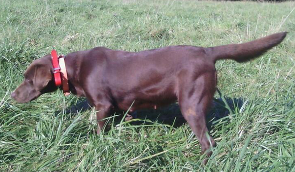 Berger's Birch Creek Jade | Chocolate Labrador Retriver