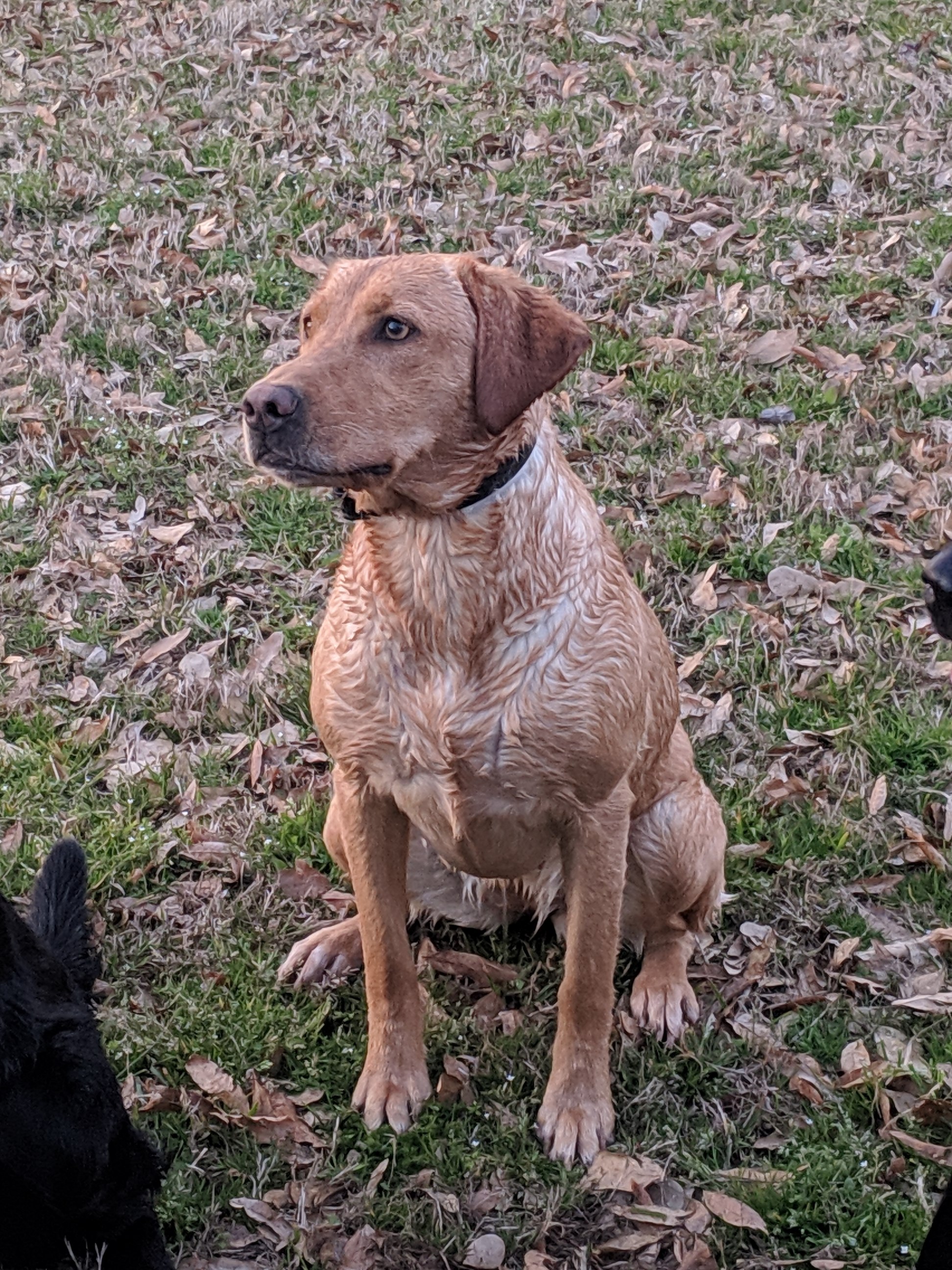 Magnoliaraelynn | Yellow Labrador Retriver