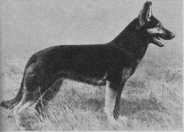 Arnia von Lohrheim | German Shepherd Dog 