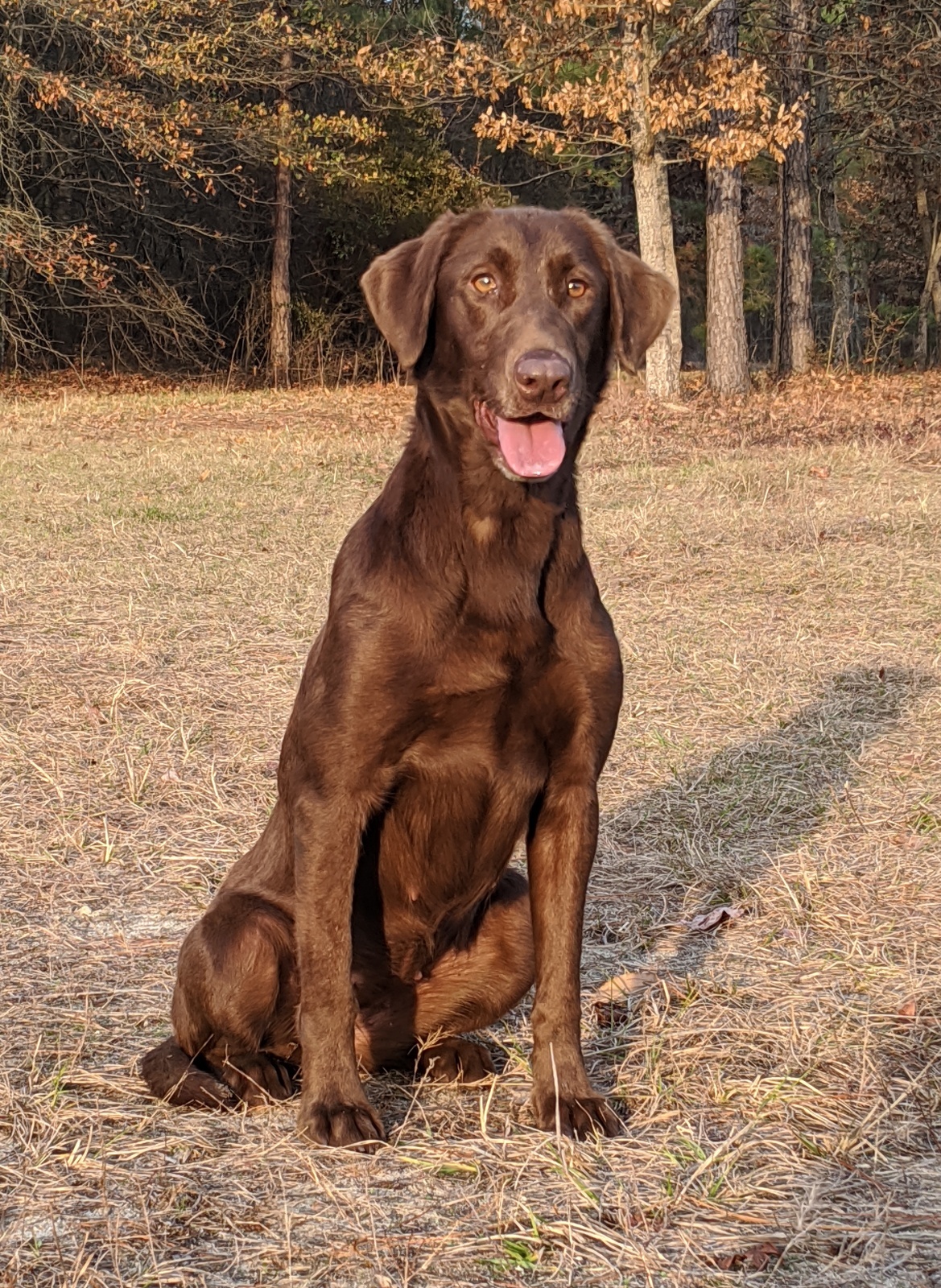 Cunningham's Some Like It Hot SH | Chocolate Labrador Retriver