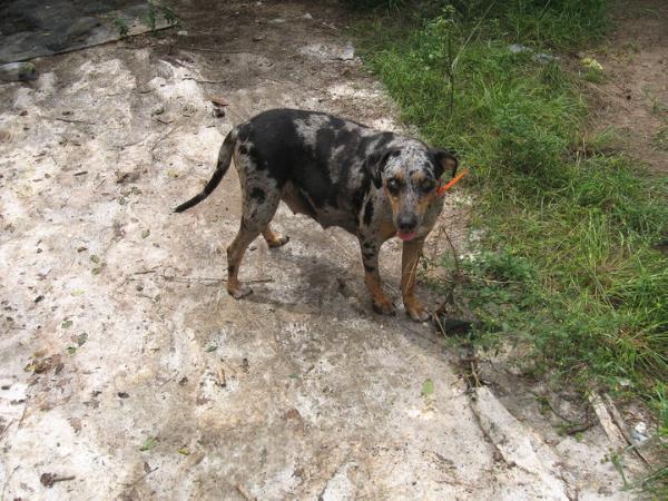 Panhead's Busch | Catahoula Leopard Dog 