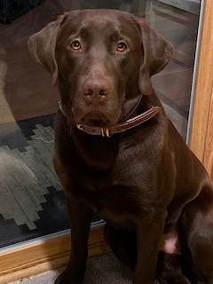 Stein's Dakota Hunter | Chocolate Labrador Retriver