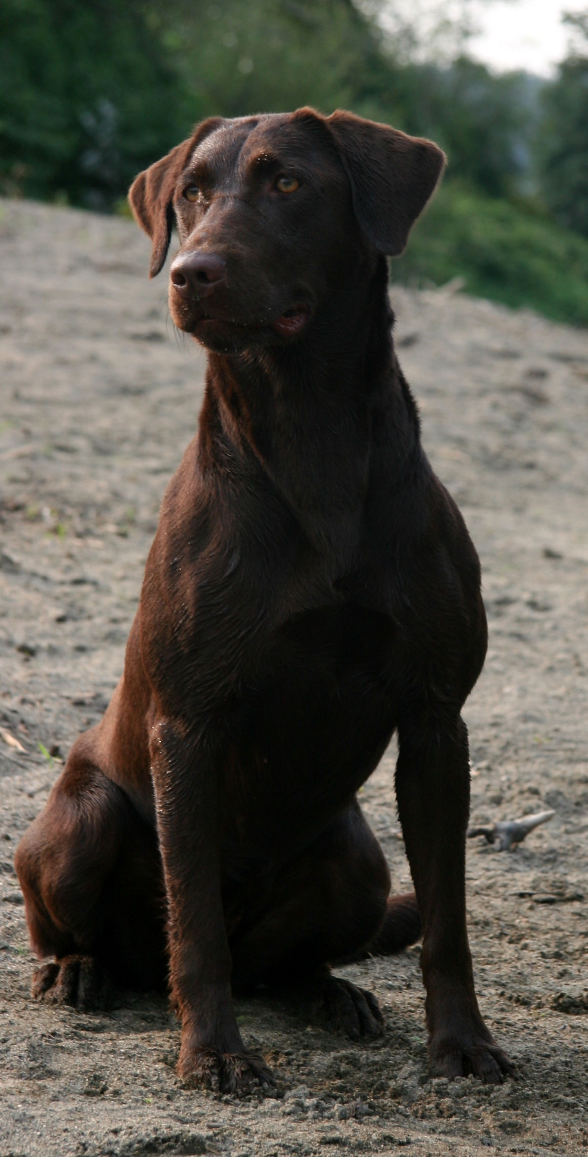Rattlinridge's Made In The Shade MH | Chocolate Labrador Retriver