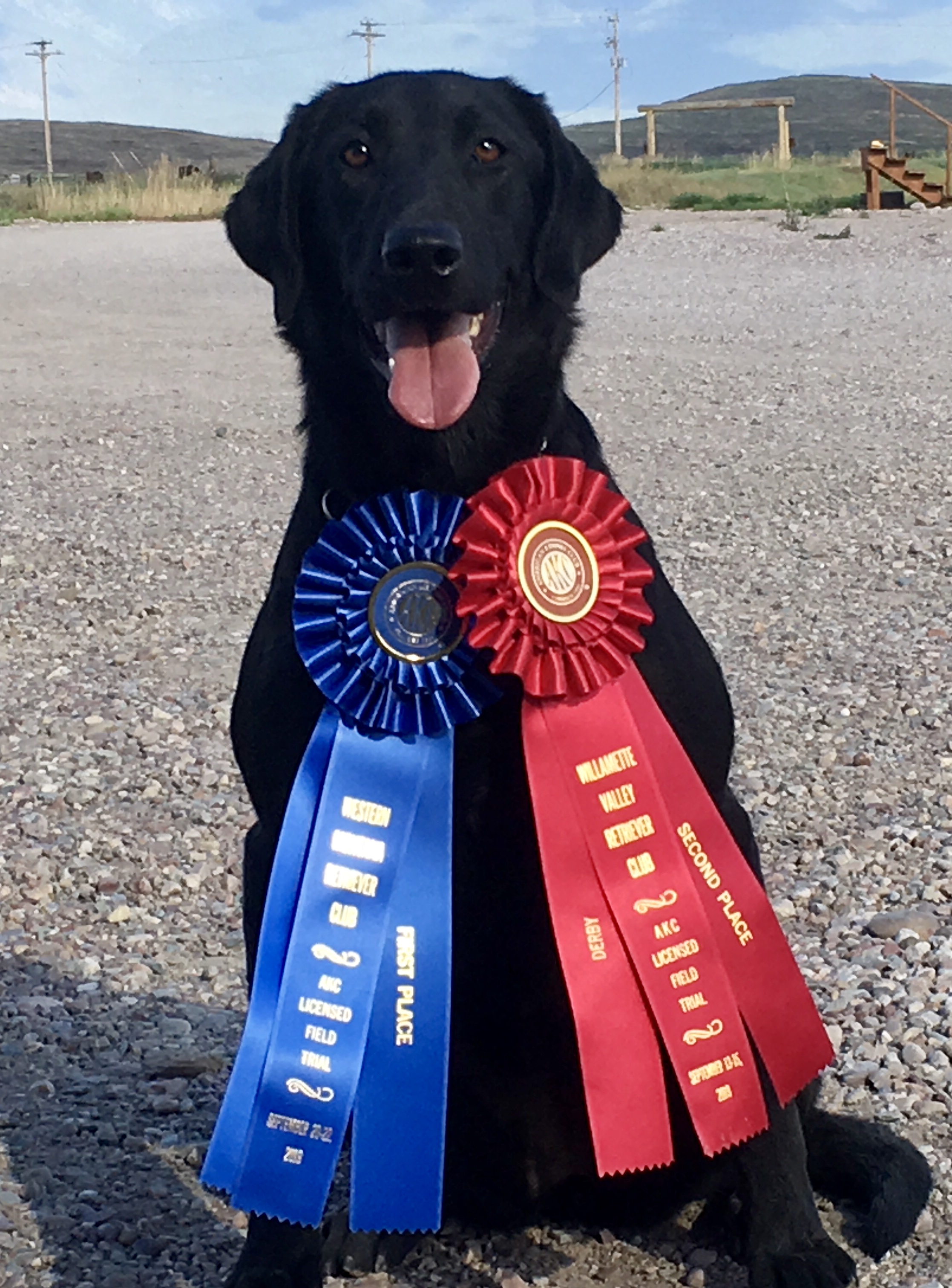 Seaside Smart Little Lena QAA | Black Labrador Retriver