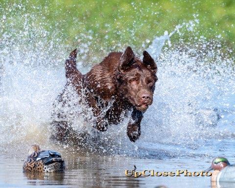 HRCH Fallen Timber Whiskey Lullaby MH | Chocolate Labrador Retriver