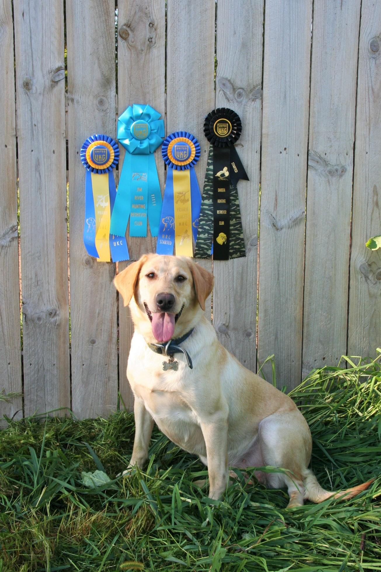 SHR Bearpoint's Faithful Journey | Yellow Labrador Retriver