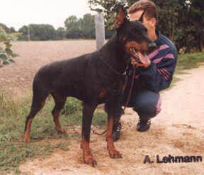 Bryan v. Adanz | Black Doberman Pinscher