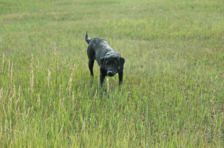 4X-GMPR HRCH Bearpoint's Guinness Scout SH | Black Labrador Retriver