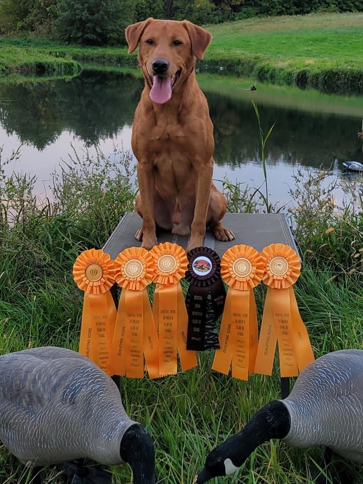 HRCH UH Southern Jamm’s Riding The Storm Out MH | Yellow Labrador Retriver