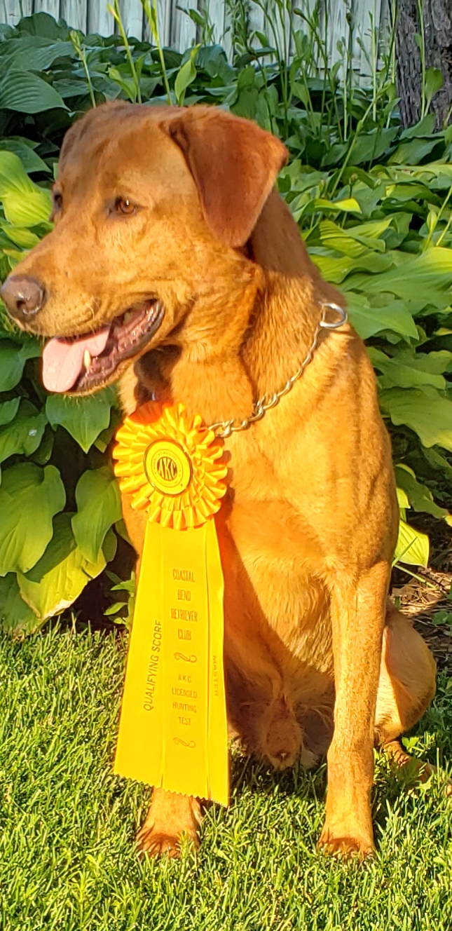 HRCH UH Southern Jamm’s Riding The Storm Out MH | Yellow Labrador Retriver