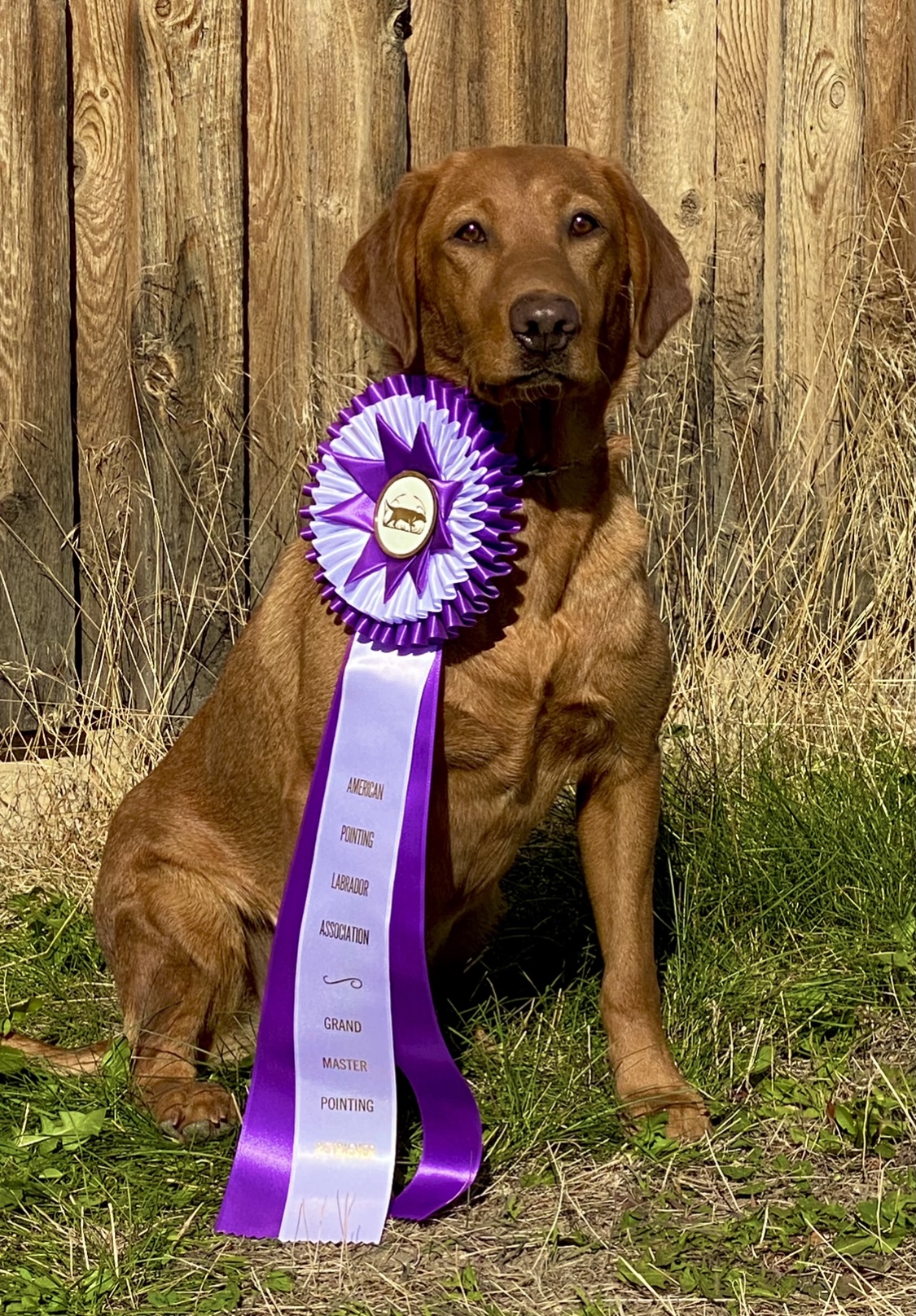 GMPR SHR Rocky Point's Red Autumn Montana Gem | Yellow Labrador Retriver