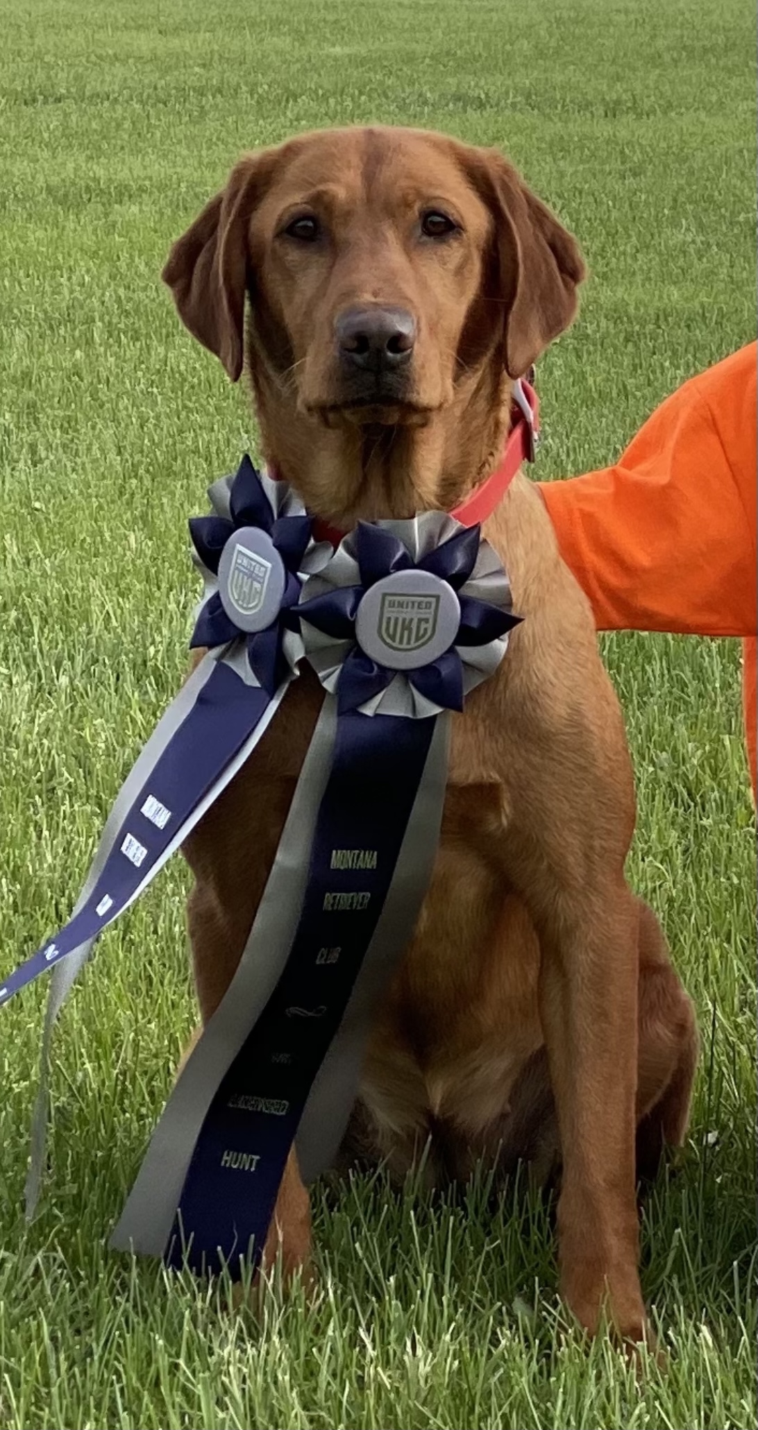 GMPR SHR Rocky Point's Red Autumn Montana Gem | Yellow Labrador Retriver