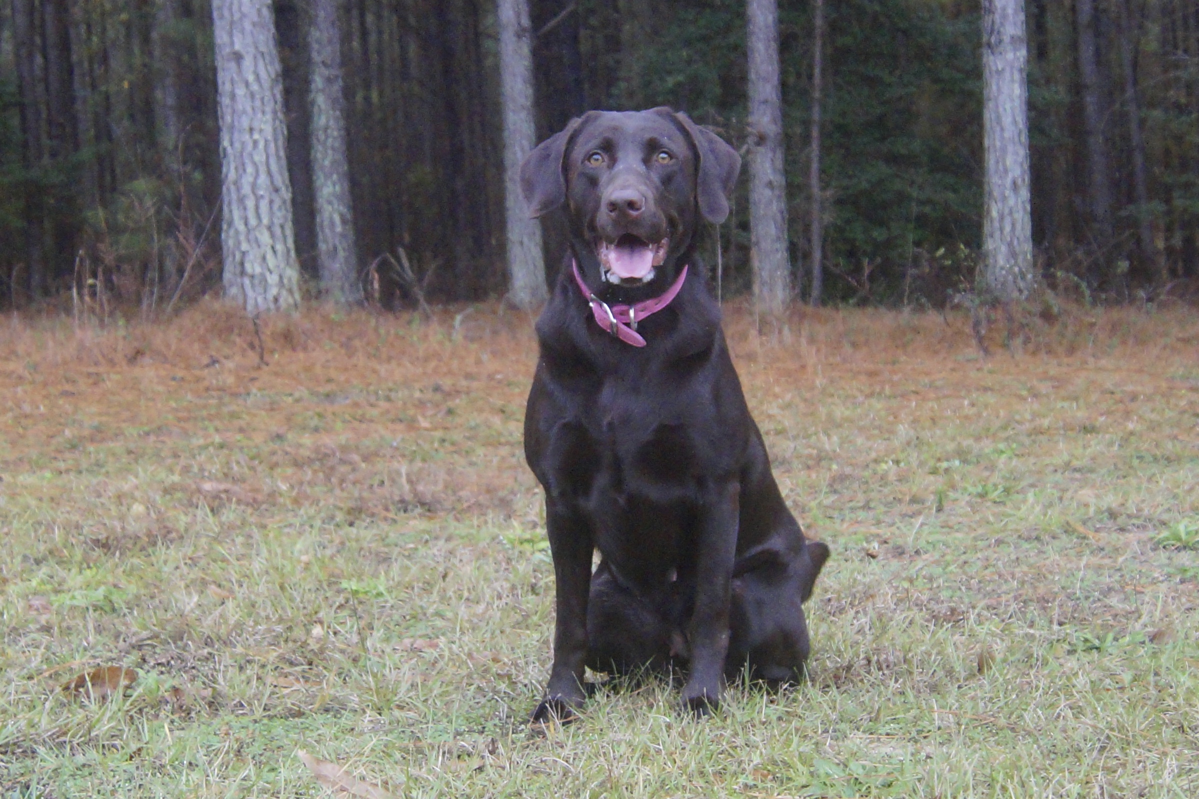 Riptides Matilda Rose | Chocolate Labrador Retriver