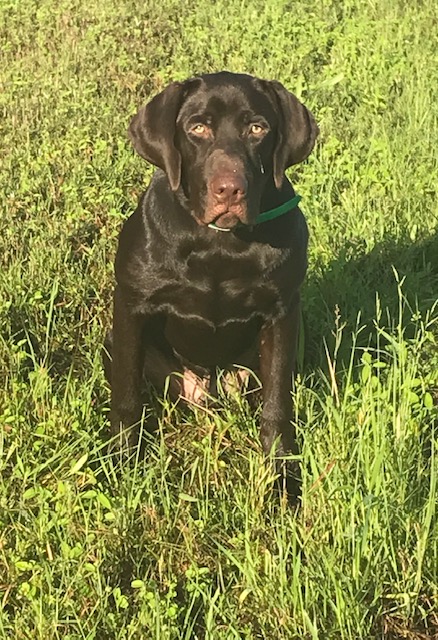 Cavalier's Wild Cash | Chocolate Labrador Retriver