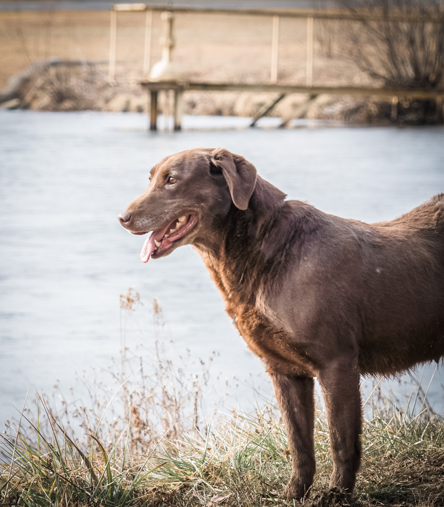 Harness Creek’s Super Patagonian | Chocolate Labrador Retriver