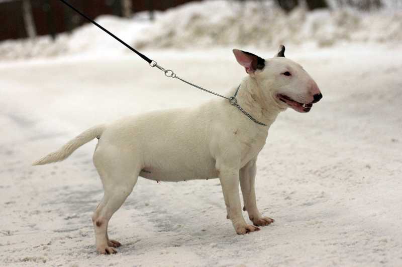 AMAGAMMA IMAGIN | Miniature Bull Terrier 