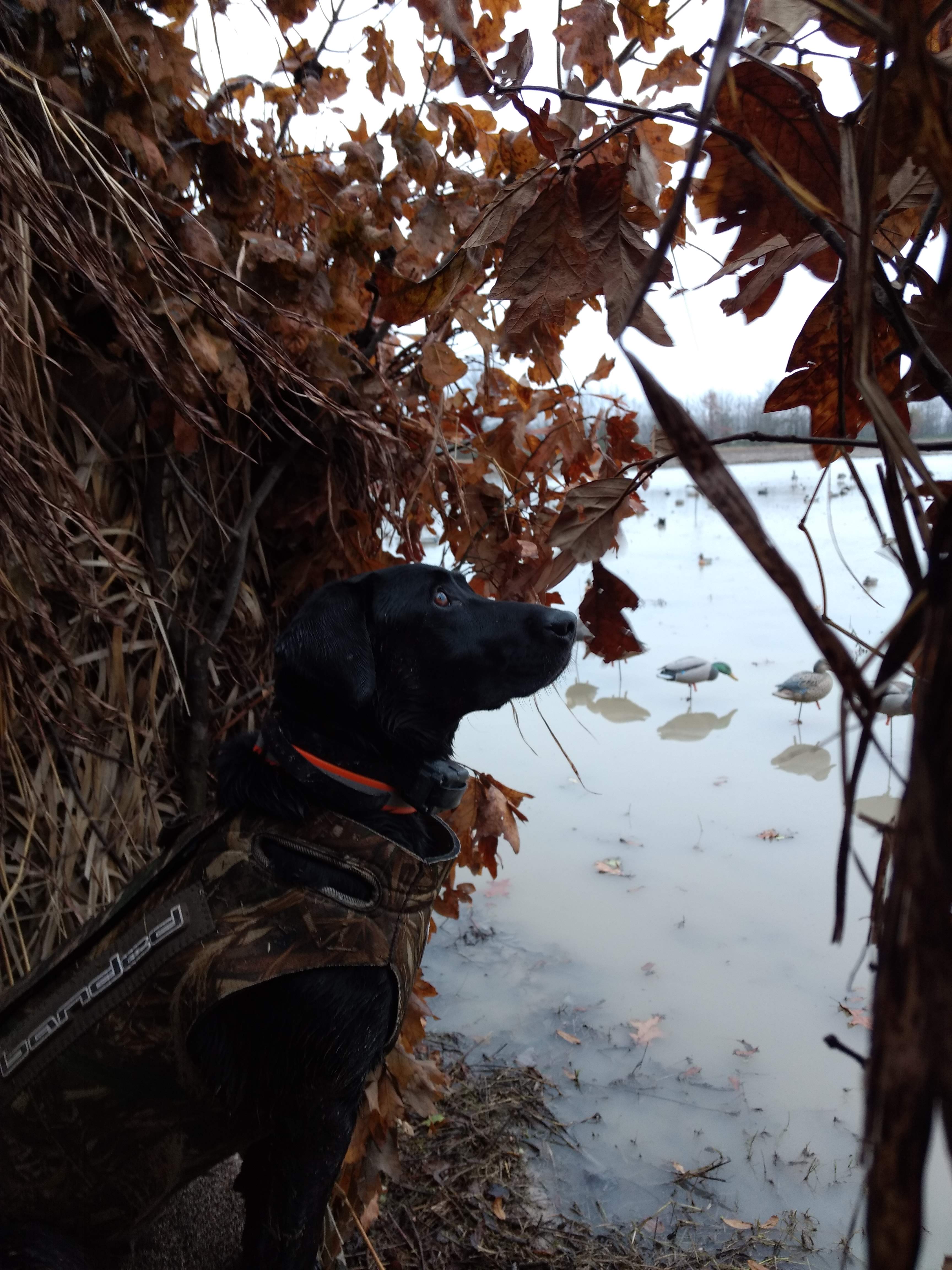 HRCH  Pipers Mississippi Business MH | Black Labrador Retriver