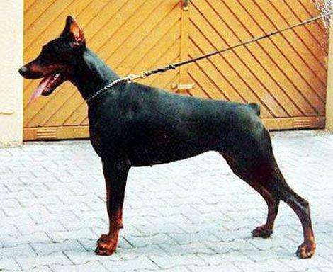 Nemesis Figi v. Koepsel | Black Doberman Pinscher