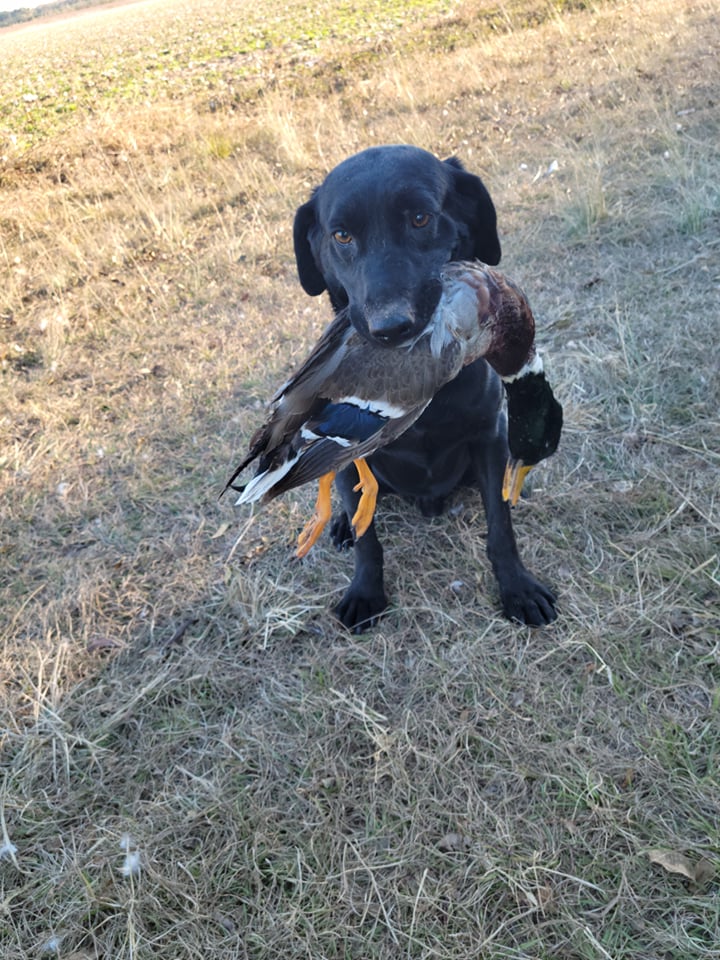 Cosner’s Ikers from Rykers “ike” | Black Labrador Retriver