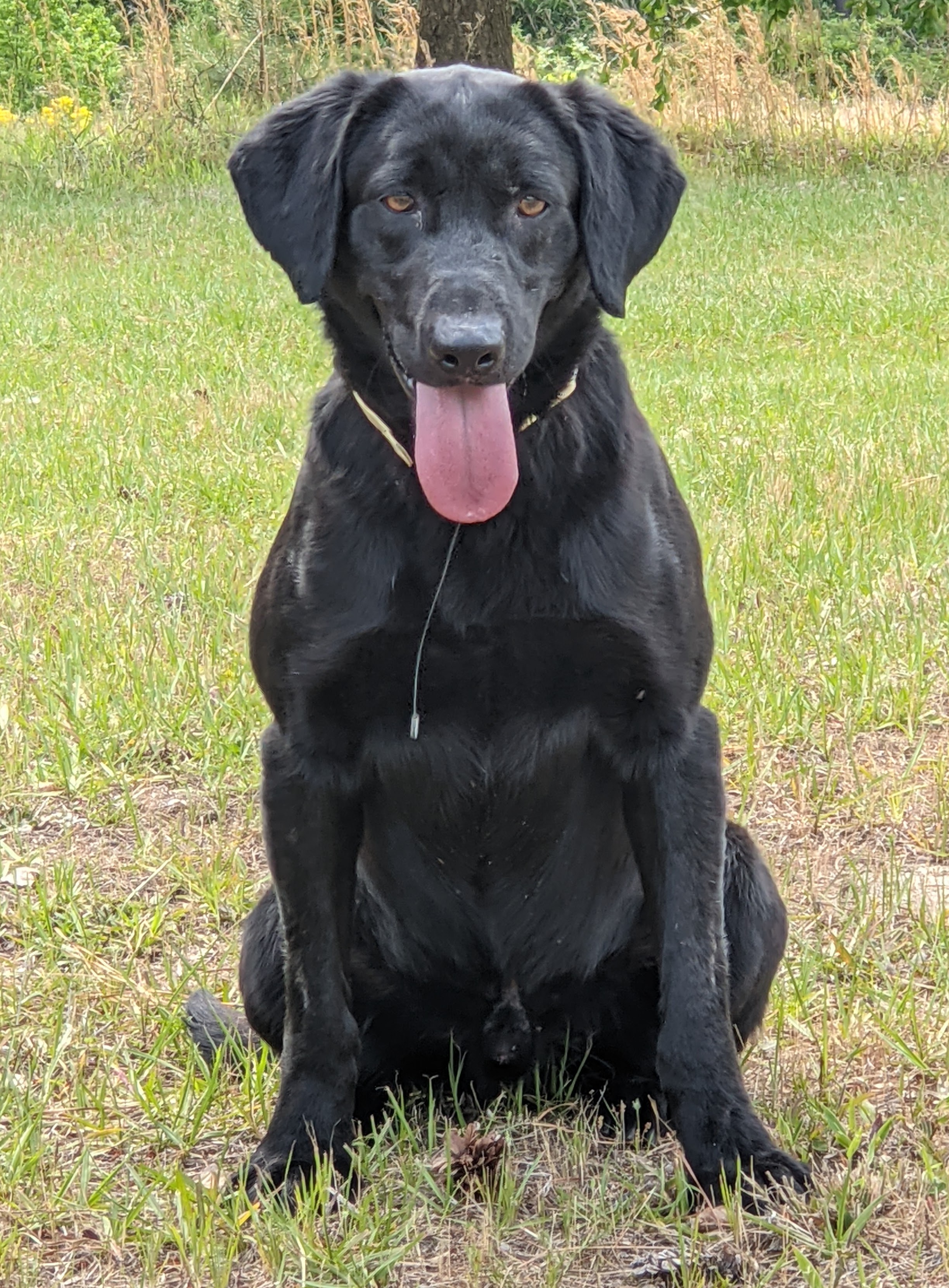 Cosner’s Ikers from Rykers “ike” | Black Labrador Retriver