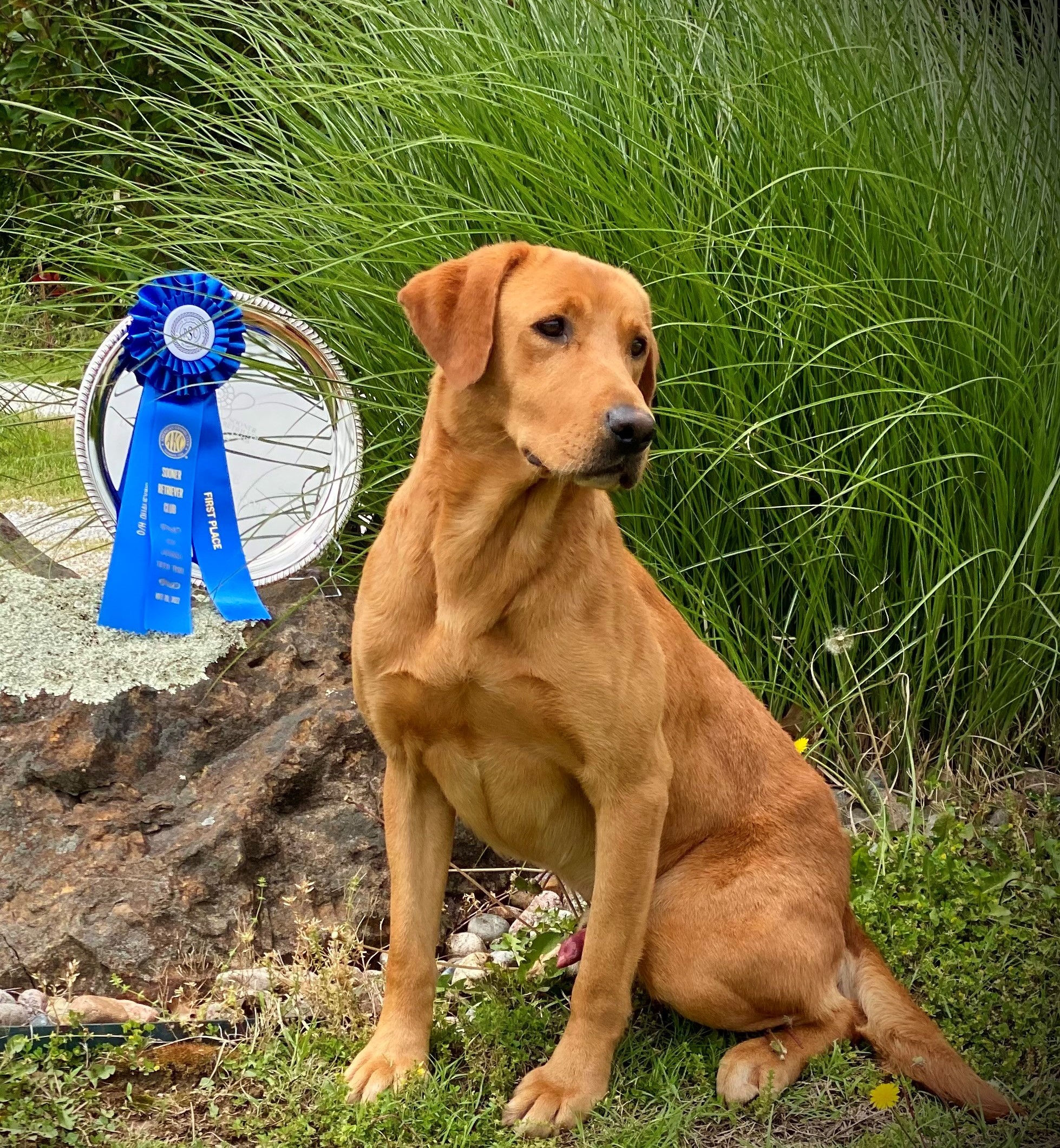 Spring River's Wildfire QA2 | Yellow Labrador Retriver