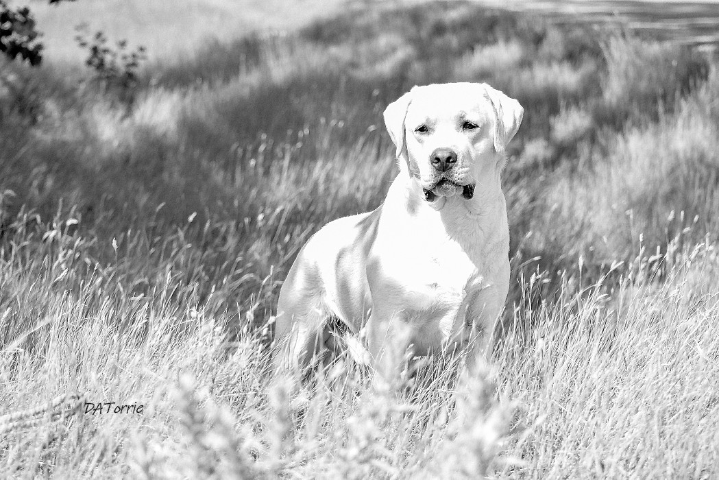 Can. CH Oaksill Heza Keeper | Yellow Labrador Retriver